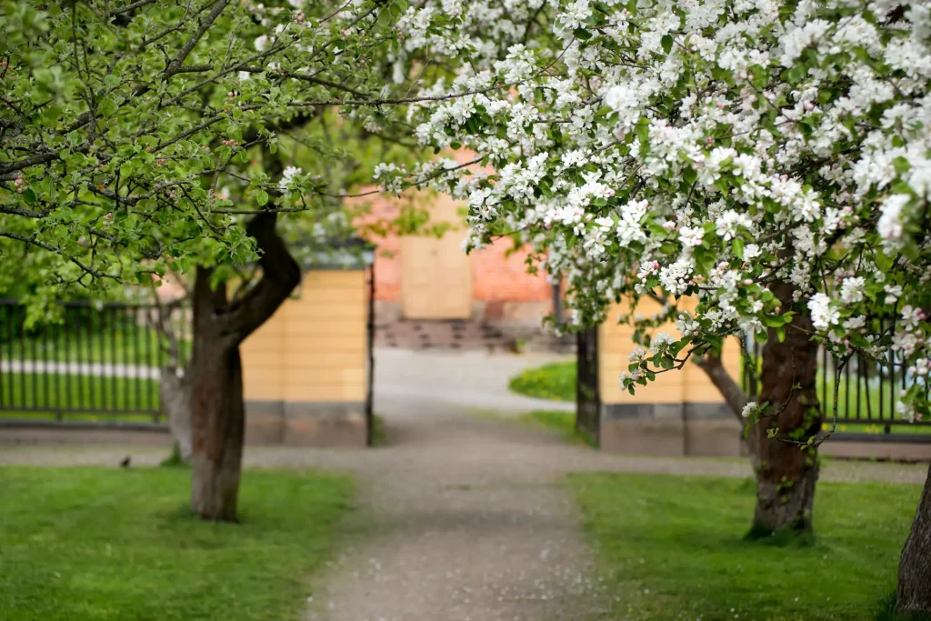 Mellan blommande fruktträd skymtar en ingång mot en tegelbyggnad.